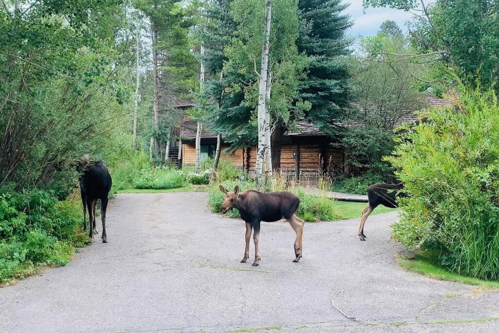 Aspen'S Cabin 윌슨 외부 사진